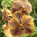 Vanda His Majesty King Charles III